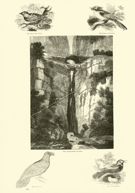 Page du Musée Pictural de la Nature Animée - English School