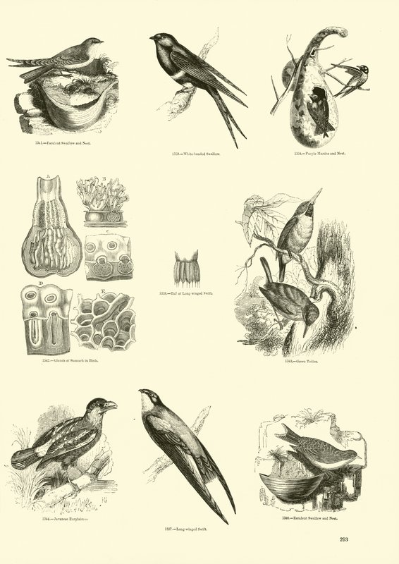 Page du Musée Pictural de la Nature Animée - English School