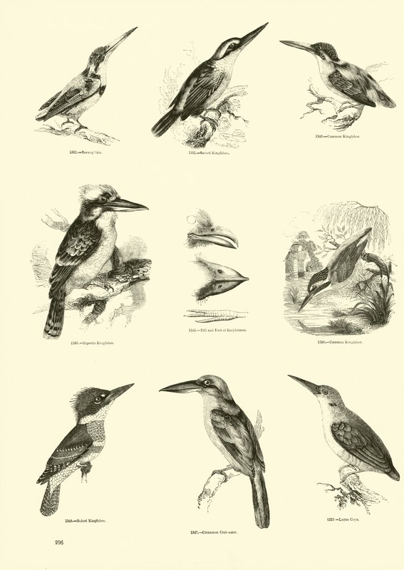 Page du Musée Pictural de la Nature Animée - English School