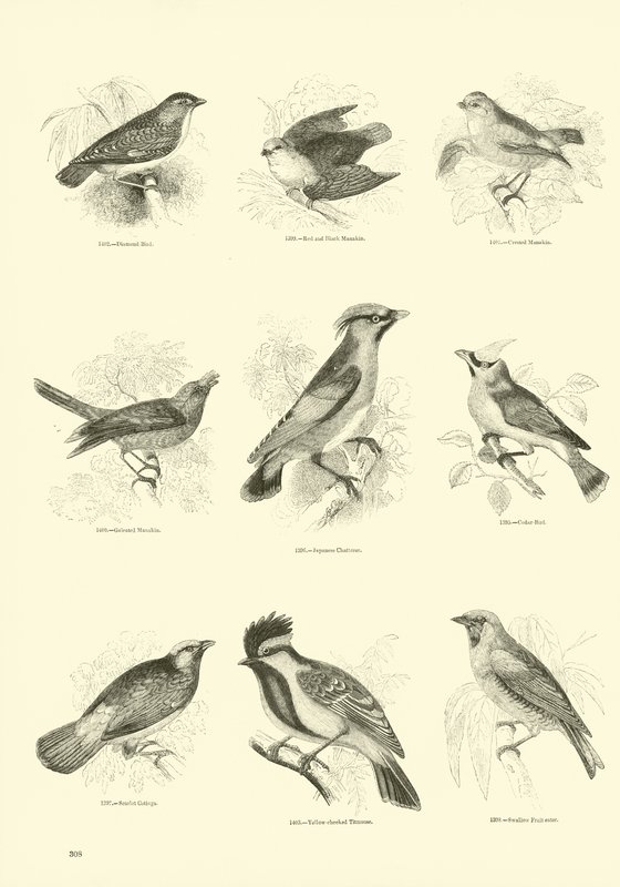 Page du Musée Pictural de la Nature Animée - English School