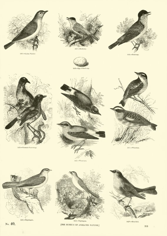 Page du Musée Pictural de la Nature Animée - English School