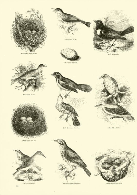 Page du Musée Pictural de la Nature Animée - English School