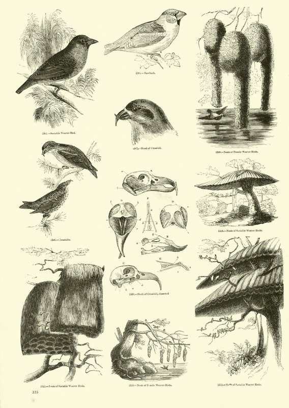Page du Musée Pictural de la Nature Animée - English School