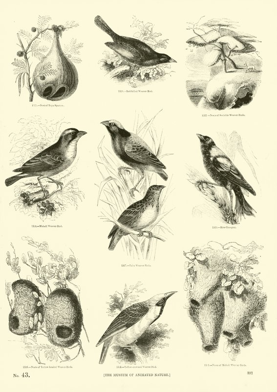 Page du Musée Pictural de la Nature Animée - English School
