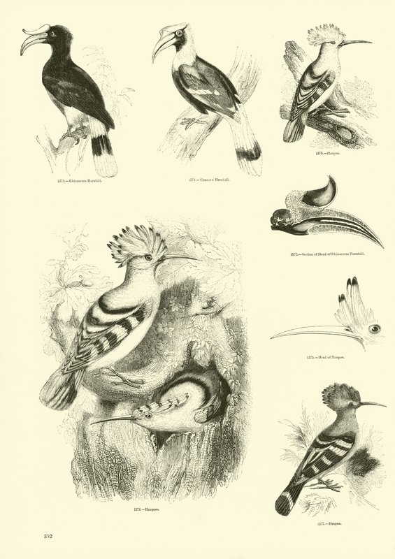 Page du Musée Pictural de la Nature Animée - English School