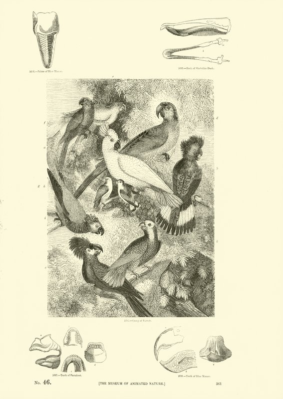 Page du Musée Pictural de la Nature Animée - English School