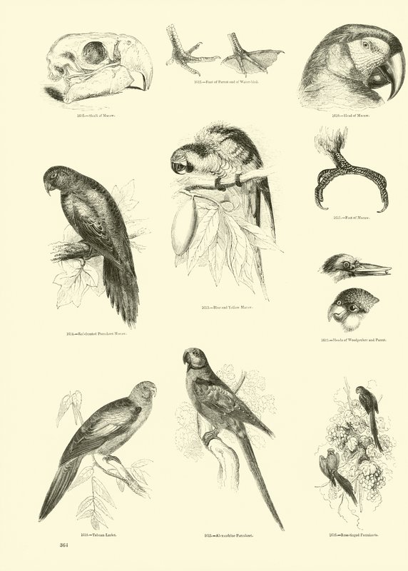 Page du Musée Pictural de la Nature Animée - English School