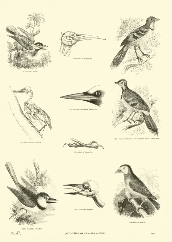 Page du Musée Pictural de la Nature Animée - English School