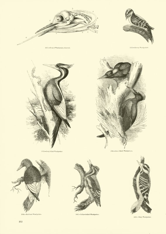 Page du Musée Pictural de la Nature Animée - English School