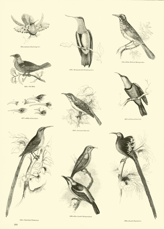 Page du Musée Pictural de la Nature Animée - English School