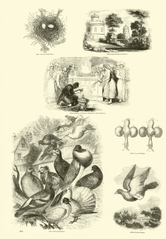 Page du Musée Pictural de la Nature Animée - English School