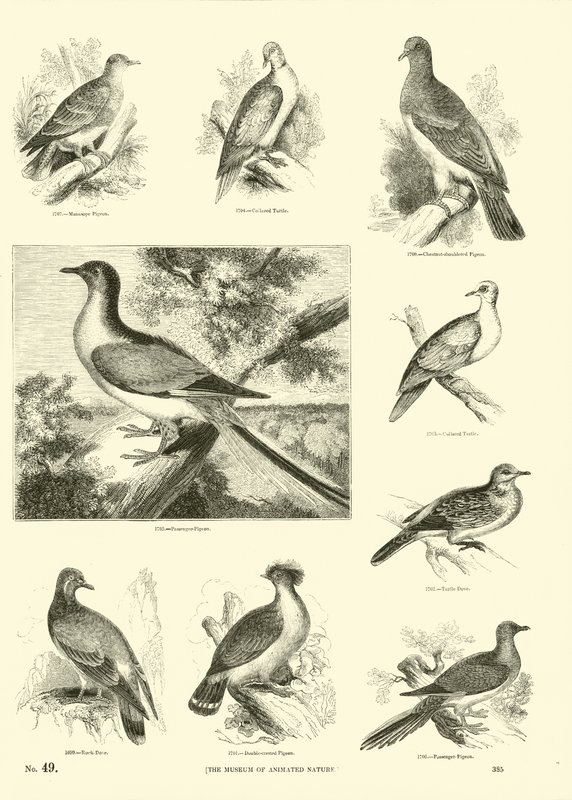 Page du Musée Pictural de la Nature Animée - English School