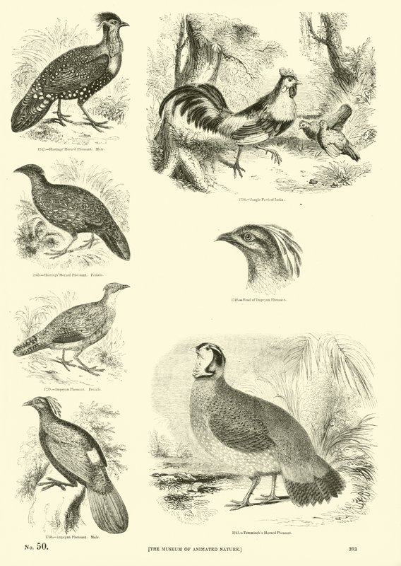 Page du Musée Pictural de la Nature Animée - English School