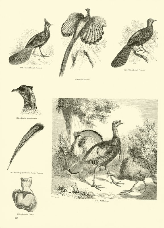 Page du Musée Pictural de la Nature Animée - English School