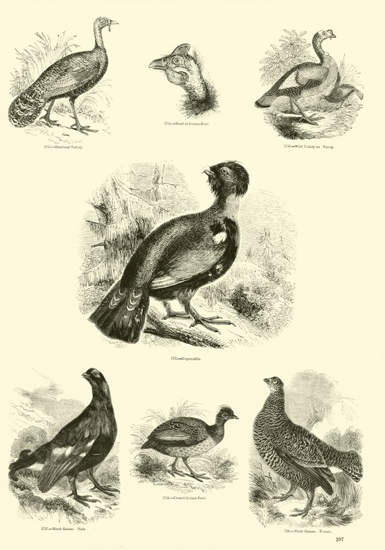 Page du Musée Pictural de la Nature Animée - English School