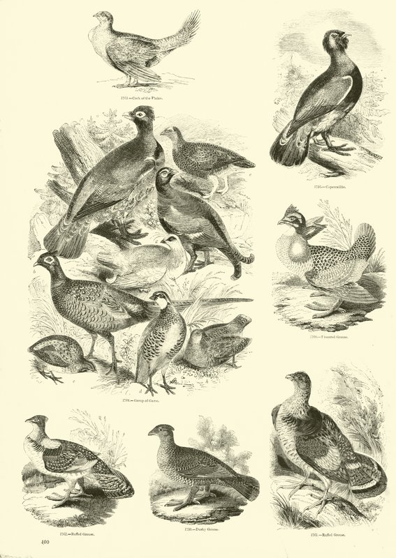 Page du Musée Pictural de la Nature Animée - English School