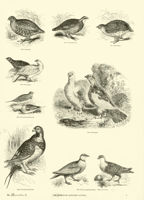Page du Musée Pictural de la Nature Animée - English School