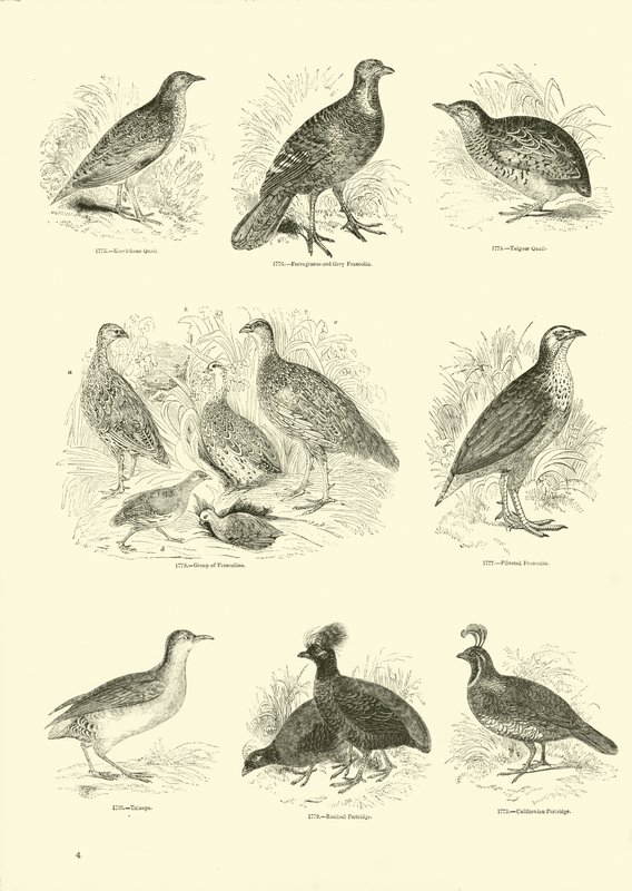 Page du Musée Pictural de la Nature Animée - English School