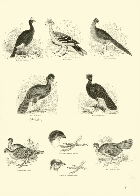 Page du Musée Pictural de la Nature Animée - English School