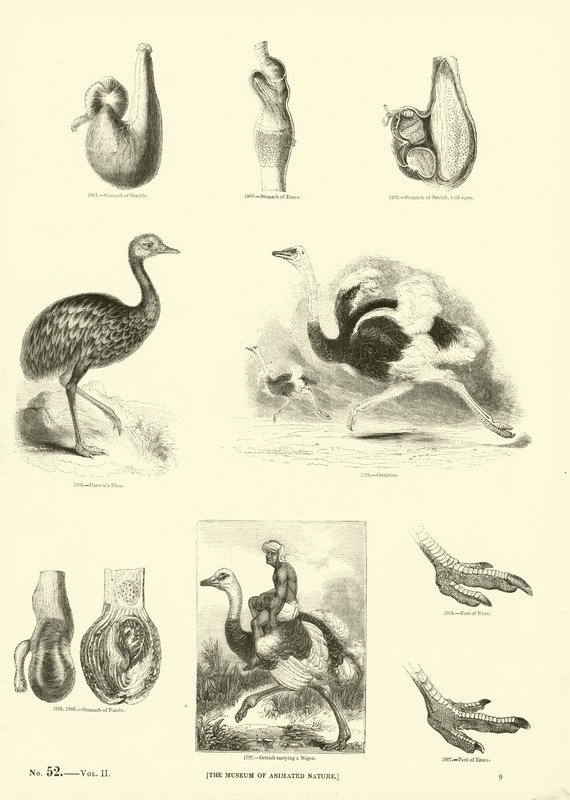 Page du Musée Pictural de la Nature Animée - English School