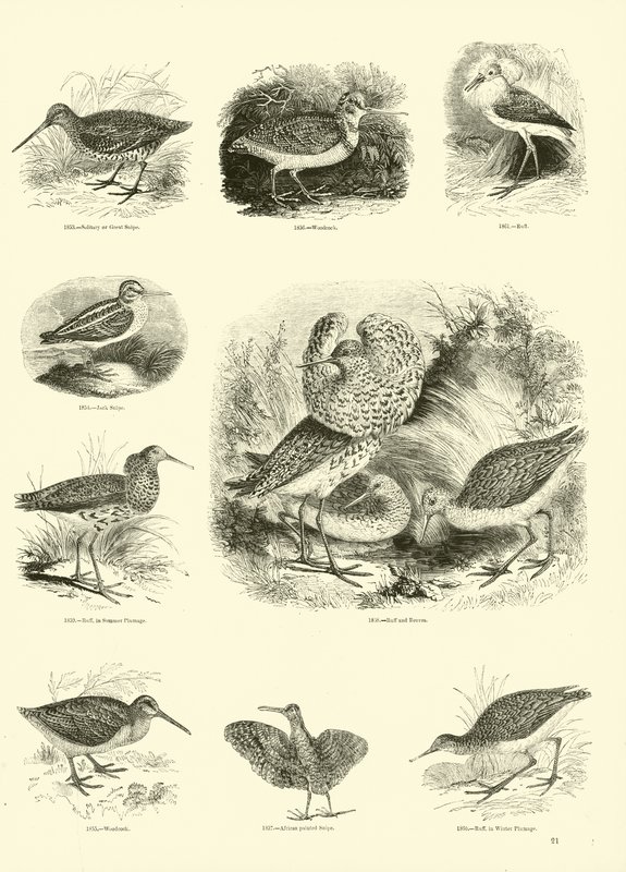 Page du Musée Pictural de la Nature Animée - English School