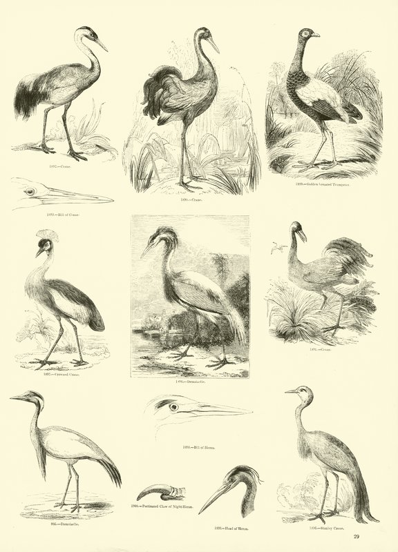 Page du Musée Pictural de la Nature Animée - English School