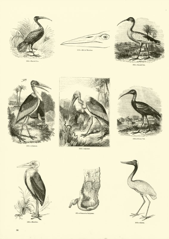 Page du Musée Pictural de la Nature Animée - English School