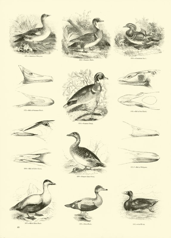Page du Musée Pictural de la Nature Animée - English School