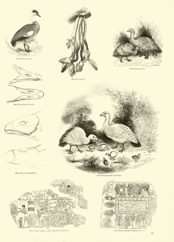 Page du Musée Pictural de la Nature Animée - English School
