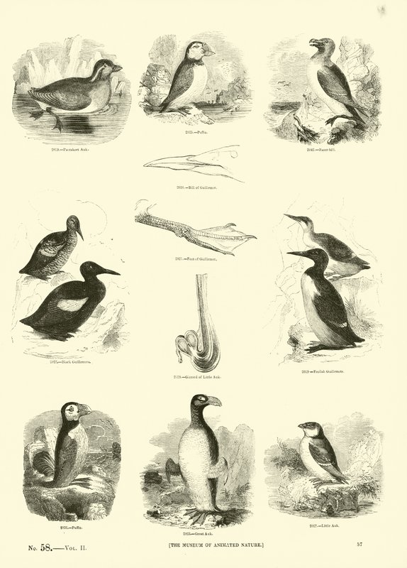 Page du Musée Pictural de la Nature Animée - English School