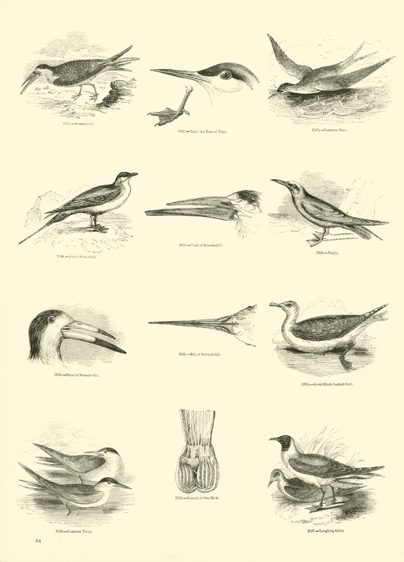 Page du Musée Pictural de la Nature Animée - English School