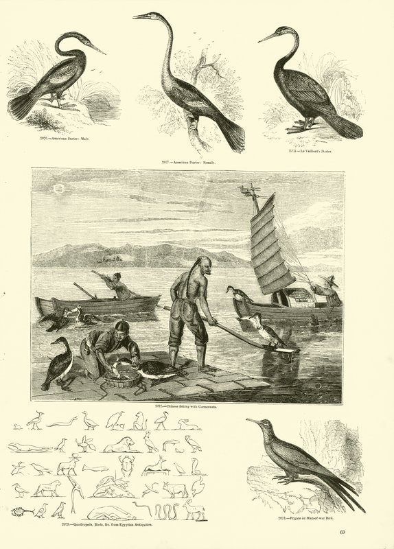 Page du Musée Pictural de la Nature Animée - English School