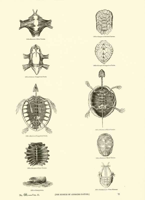 Page du Musée Pictural de la Nature Animée - English School