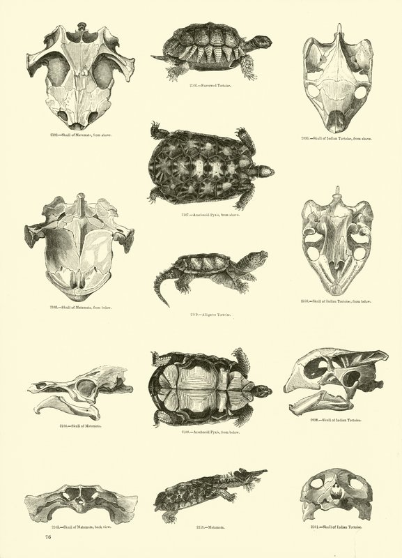 Page du Musée Pictural de la Nature Animée - English School