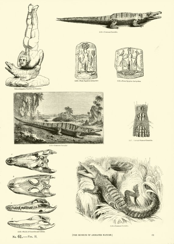 Page du Musée Pictural de la Nature Animée - English School