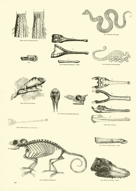 Page du Musée Pictural de la Nature Animée - English School