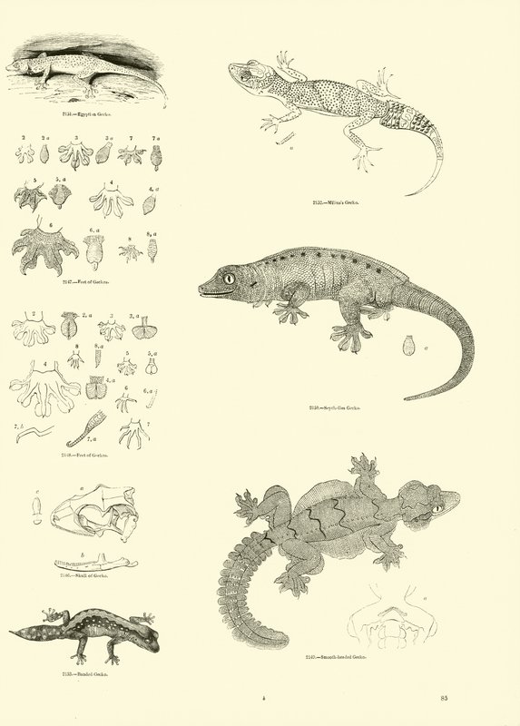 Page du Musée Pictural de la Nature Animée - English School