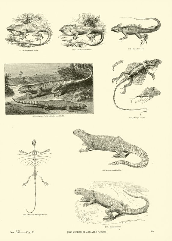 Page du Musée Pictural de la Nature Animée - English School