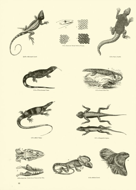 Page du Musée Pictural de la Nature Animée - English School
