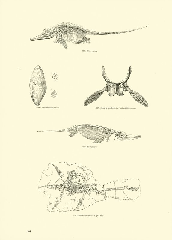 Page du Musée Pictural de la Nature Animée - English School