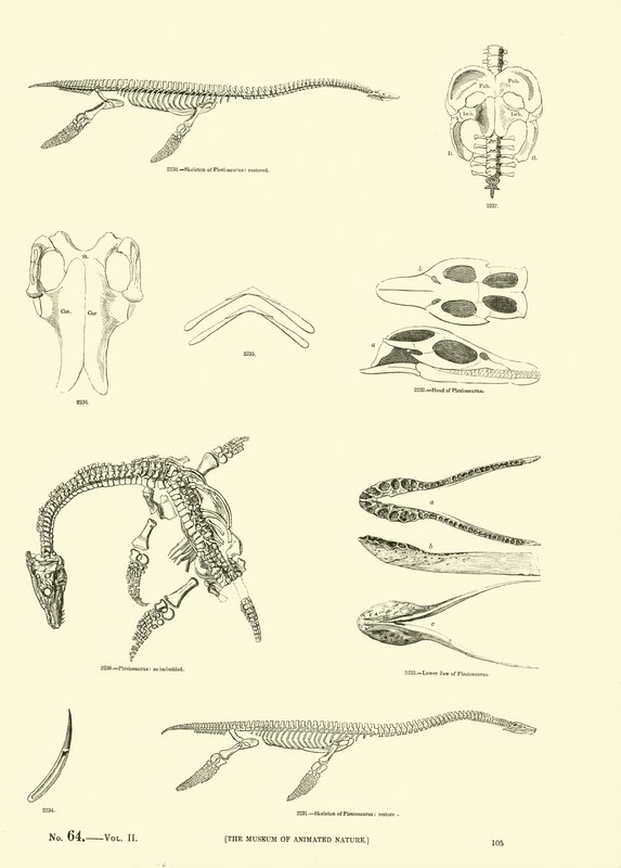 Page du Musée Pictural de la Nature Animée - English School