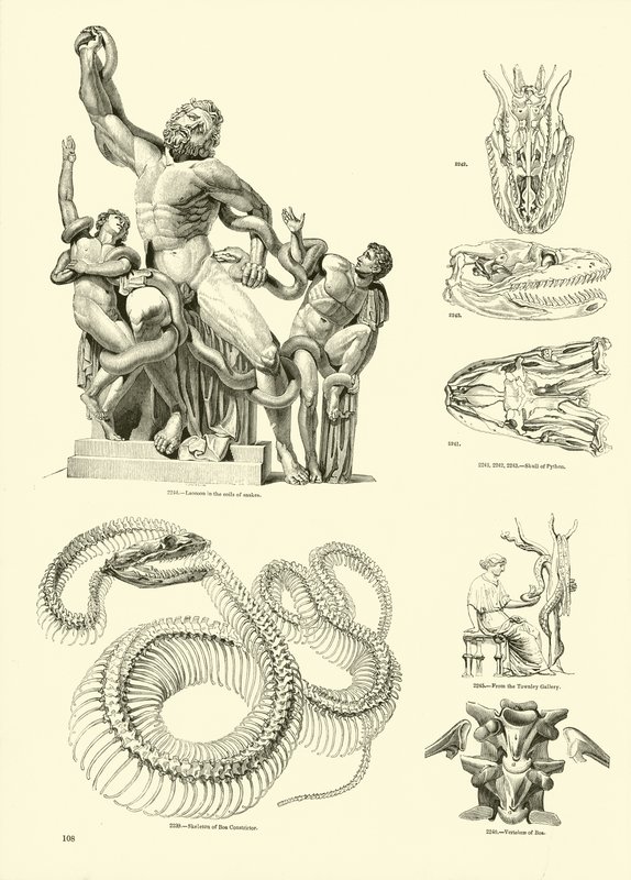 Page du Musée Pictural de la Nature Animée - English School