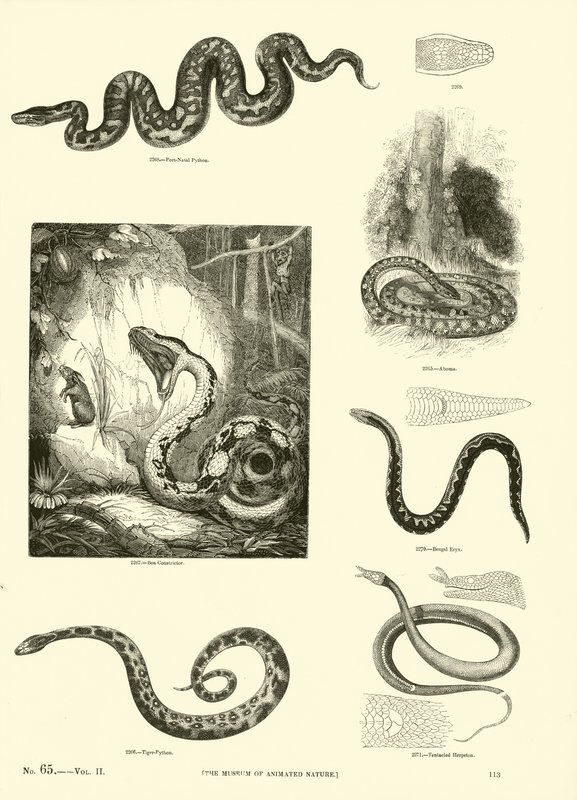 Page du Musée Pictural de la Nature Animée - English School