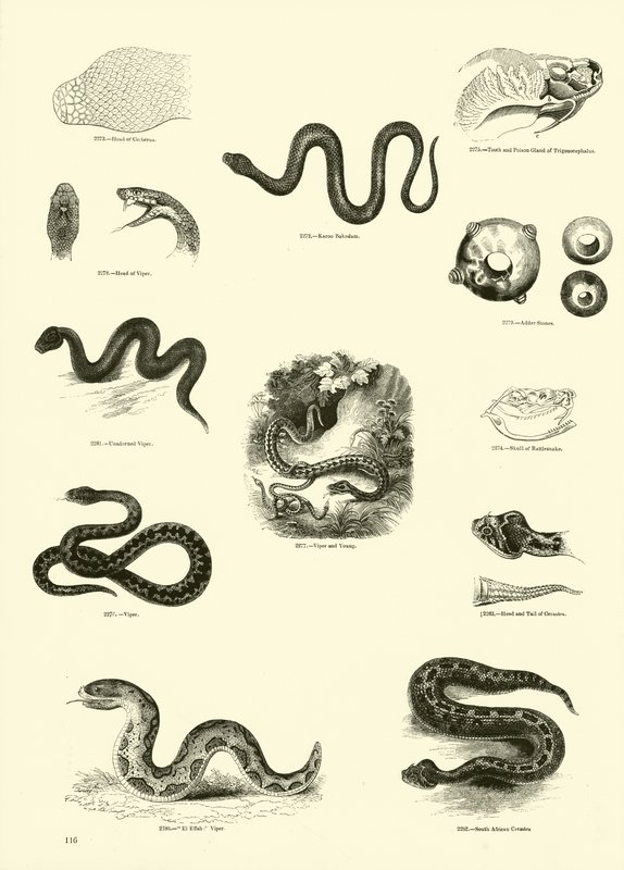Page du Musée Pictural de la Nature Animée - English School