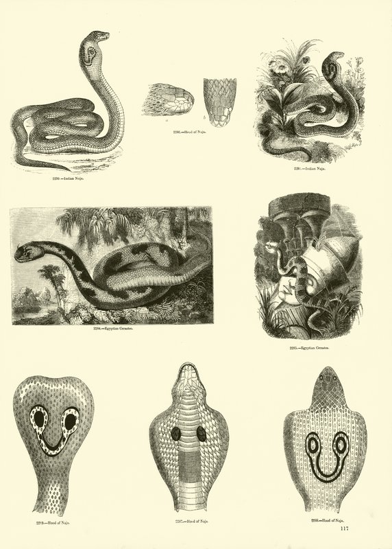 Page du Musée Pictural de la Nature Animée - English School