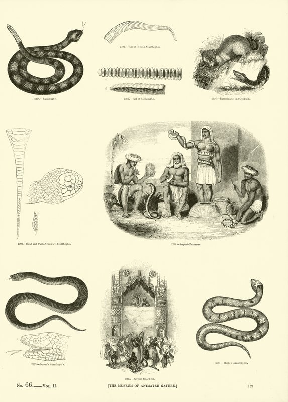 Page du Musée Pictural de la Nature Animée - English School