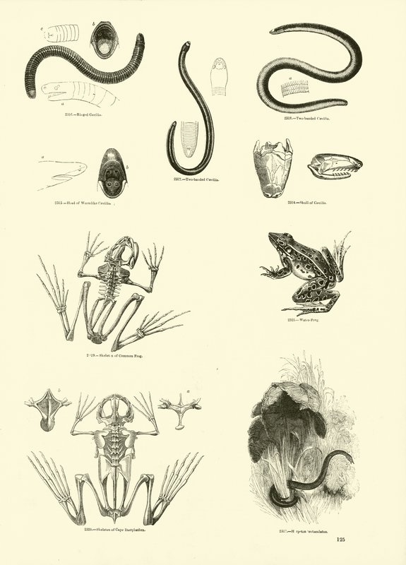Page du Musée Pictural de la Nature Animée - English School