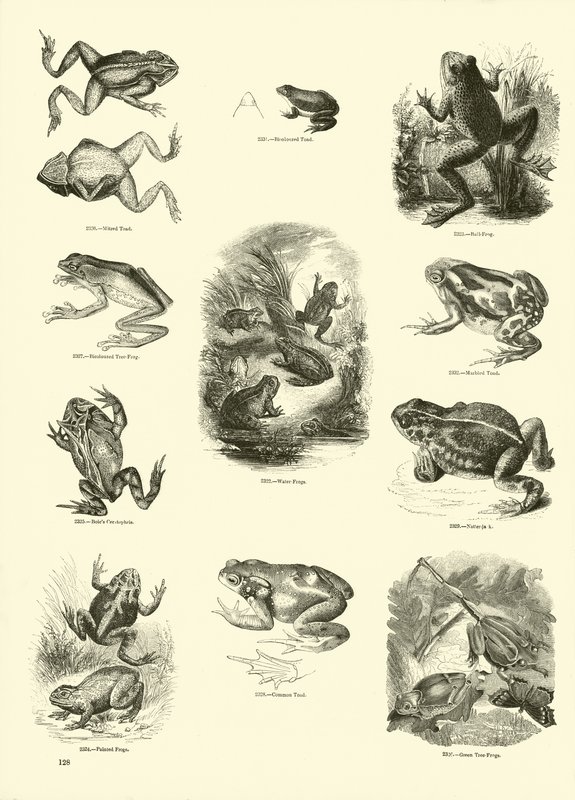Page du Musée Pictural de la Nature Animée - English School