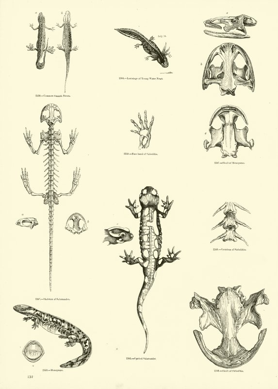Page du Musée Pictural de la Nature Animée - English School