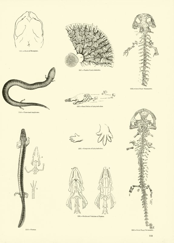 Page du Musée Pictural de la Nature Animée - English School